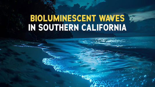 Bioluminescent Waves in Southern California